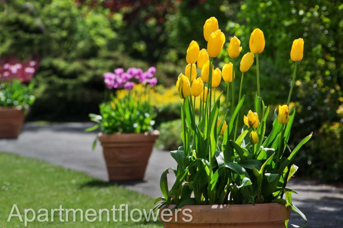 soil for tulips and care tips