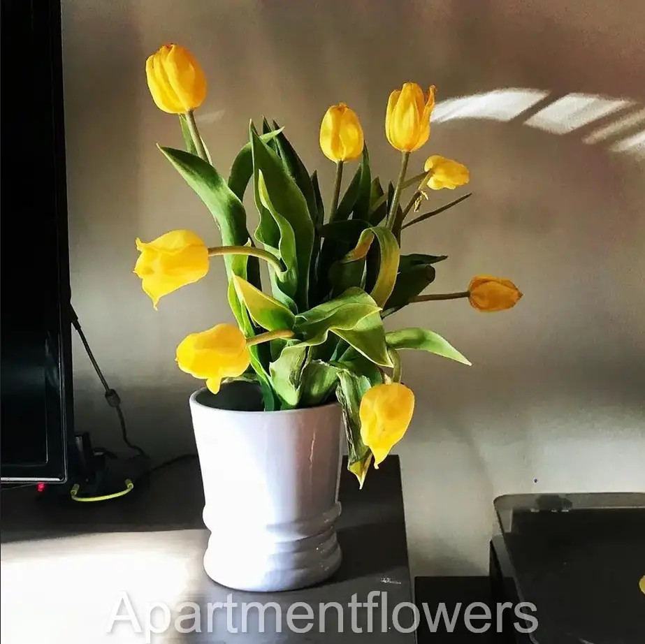 how long does Tulips Without Water last