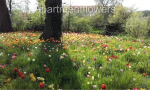 growing Tulips in UK 