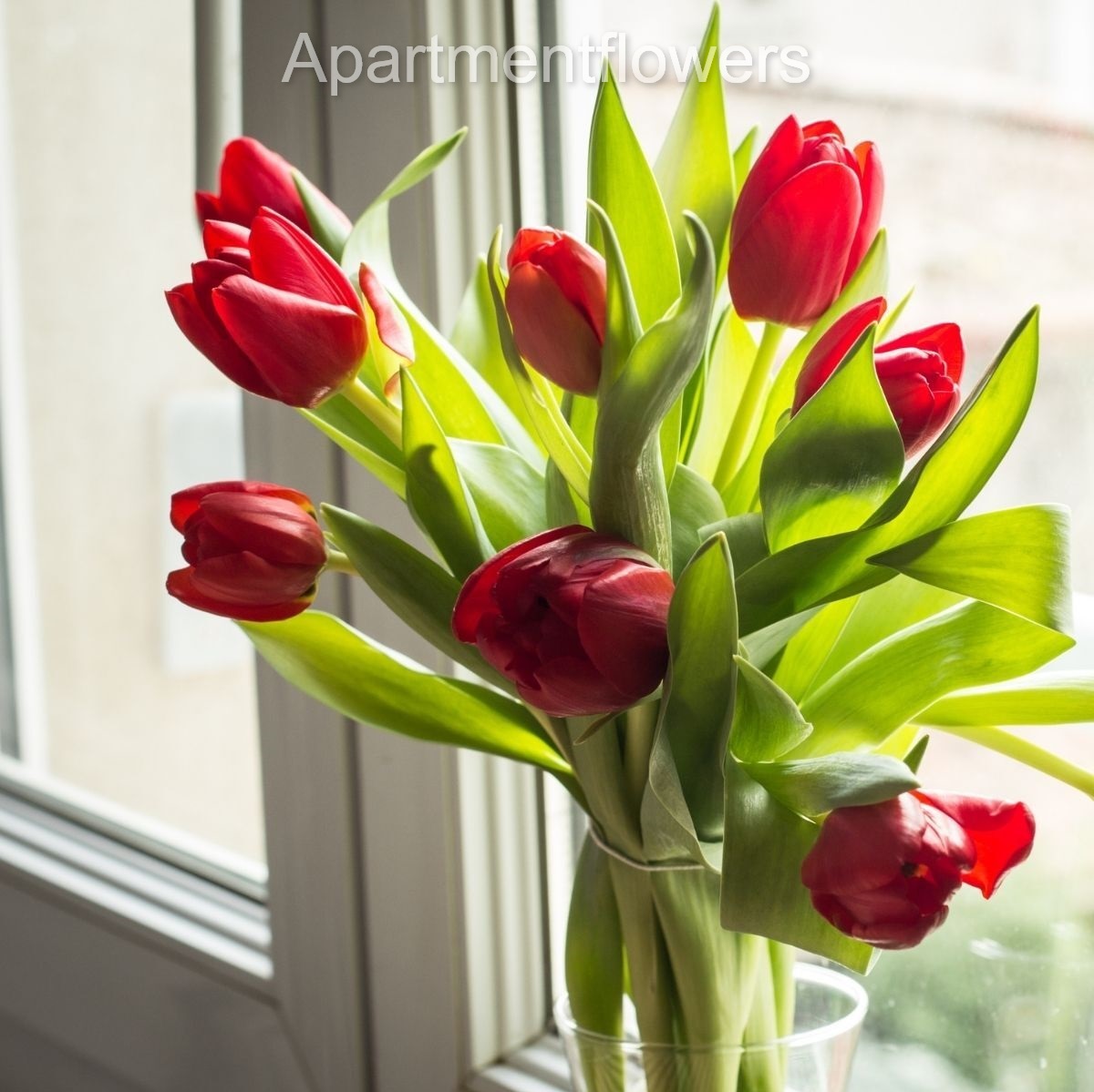 grow Tulips from seed tutorial