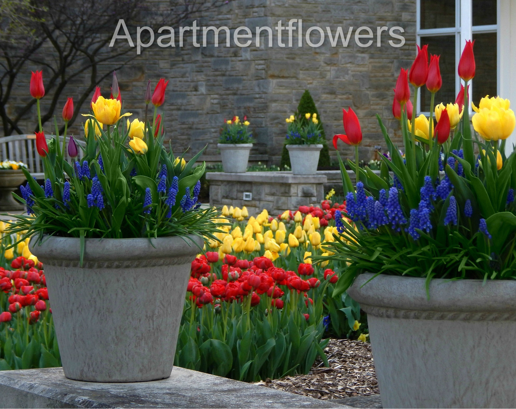 soil for tulips in pots