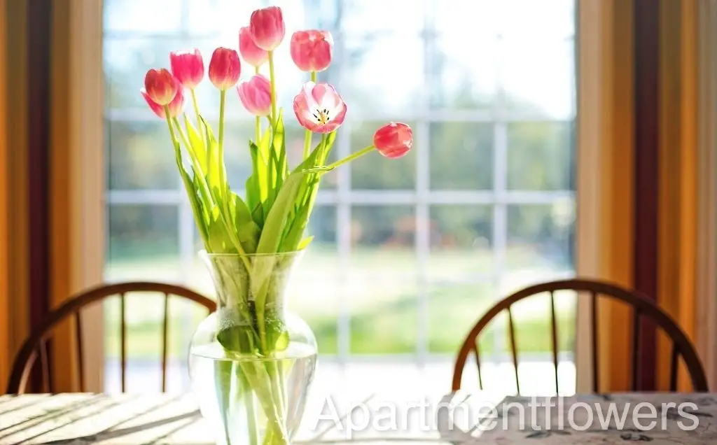 Tulips Without Water tips