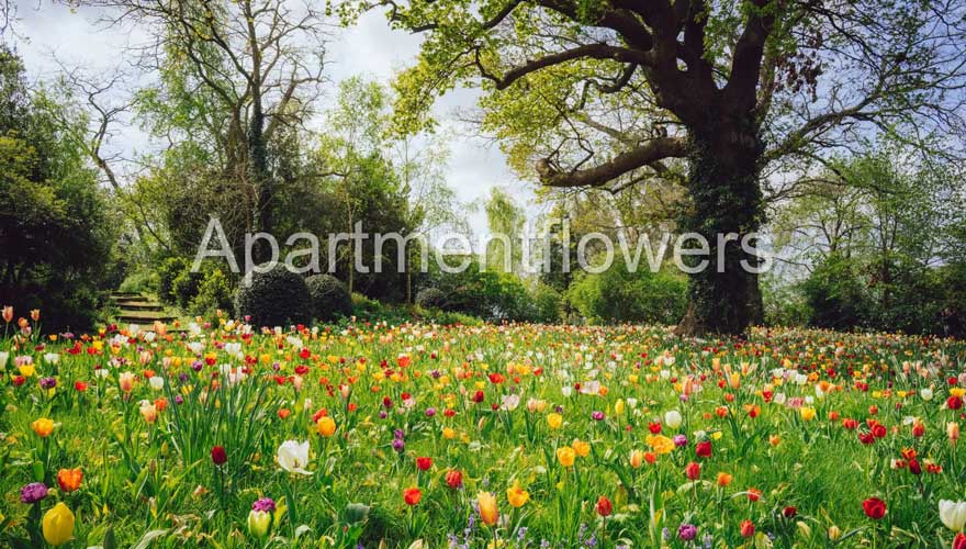 When do Tulips in UK Bloom?