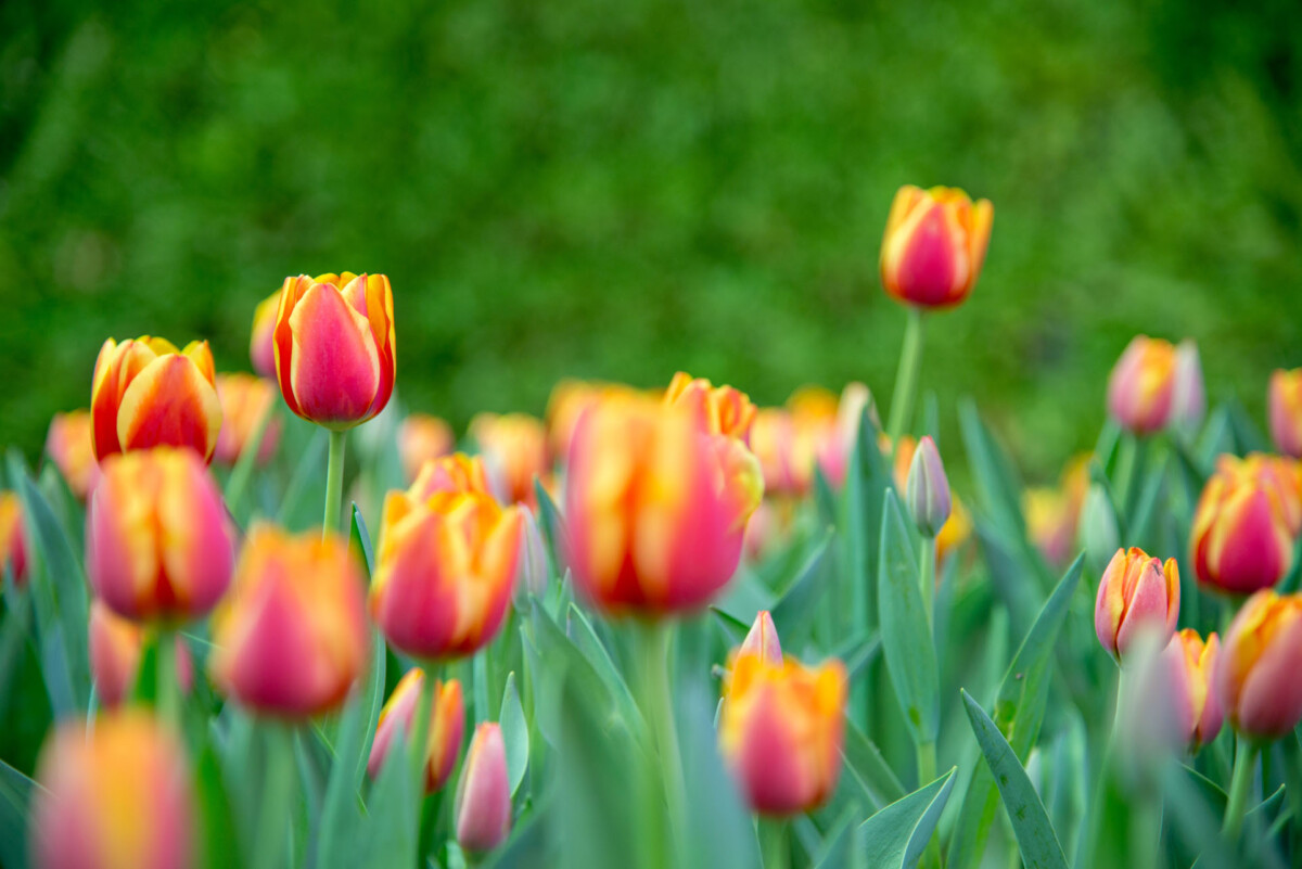 Can you grow tulips from cuttings?