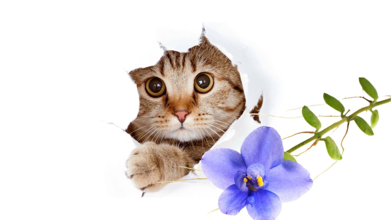 African Violets and Cats: Common Myths and Facts