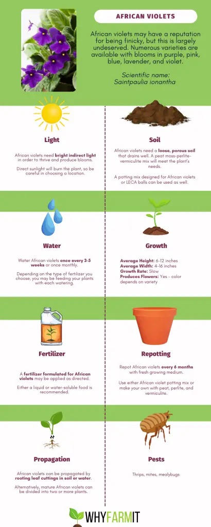 African Violet Care infographic