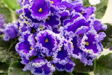 How long Does African Violet live?