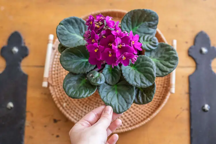African violet can tolerate direct light