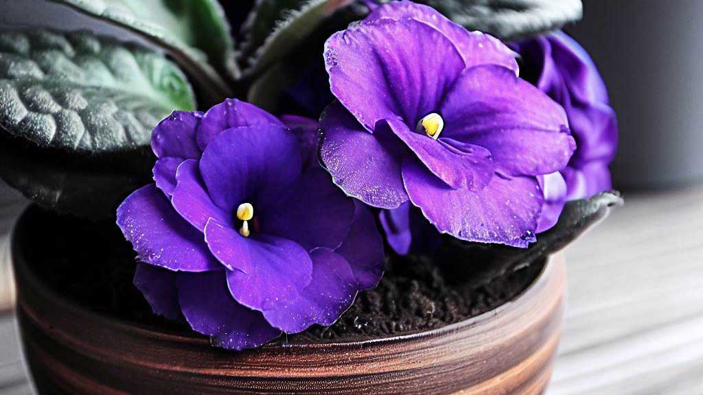 Proper and Necessary Watering for African Violet