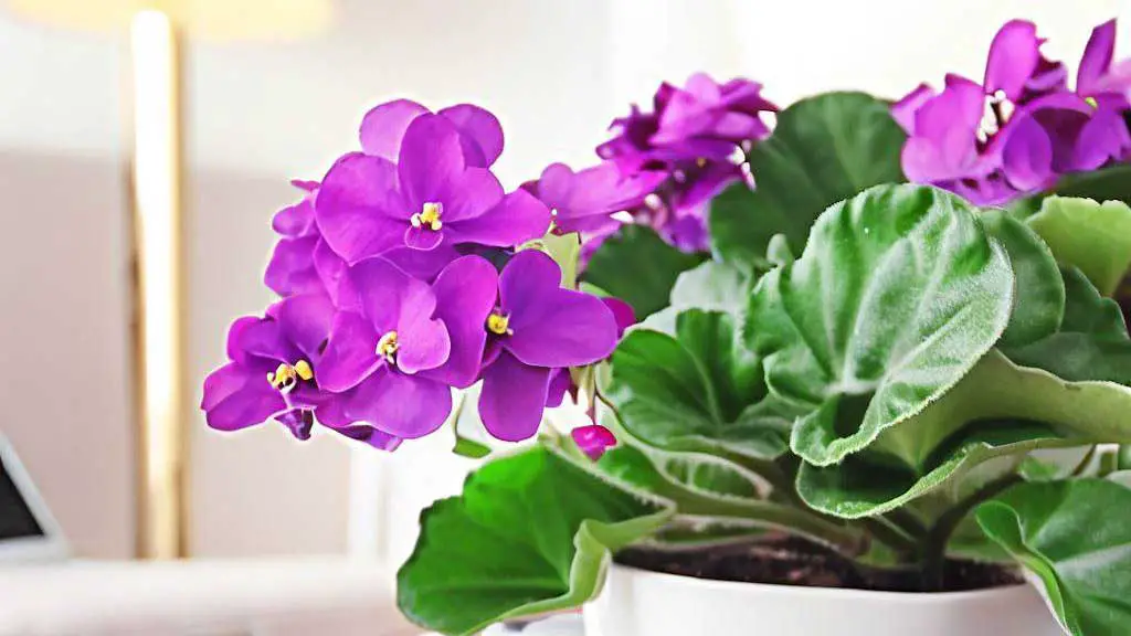 Care for African Violet in the best place