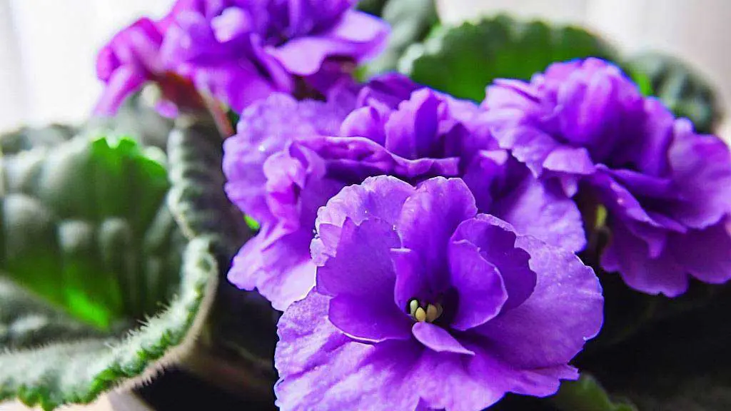 Temperature and Air Quality of African Violets
