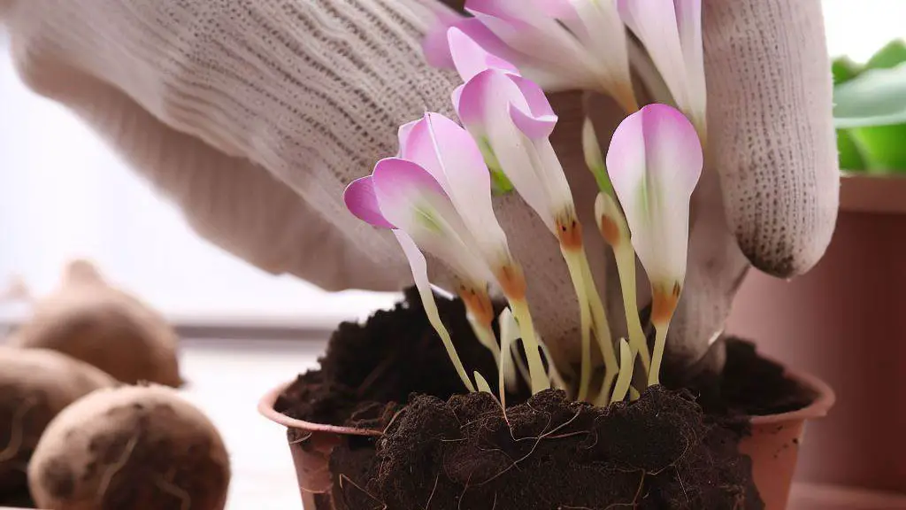 How plant oxalis bulbs