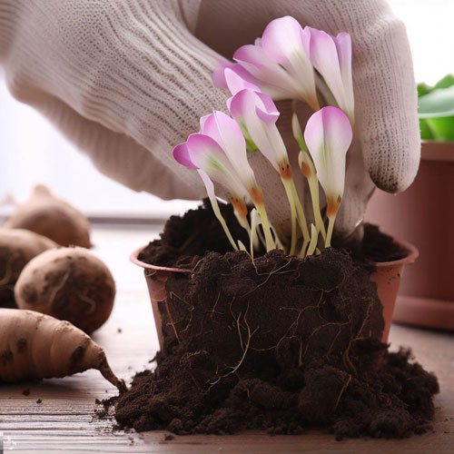 why deep is important to plant oxalis bulbs?