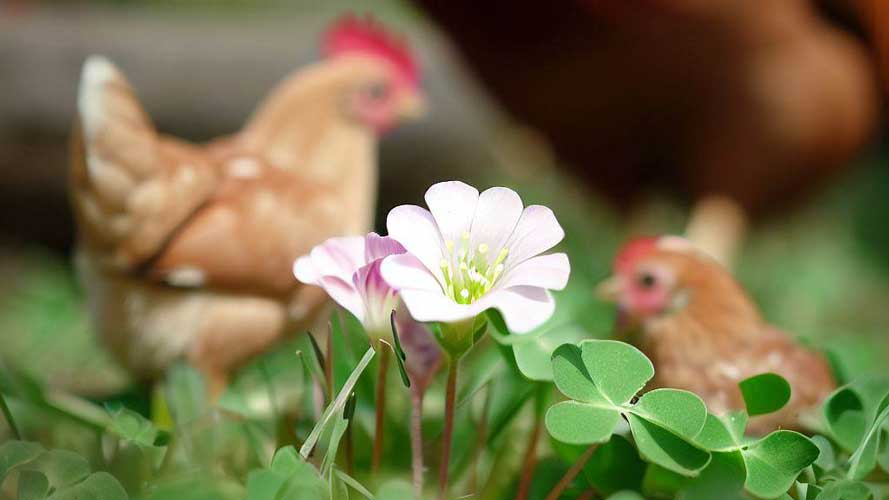 Is Oxalis poisonous to chickens?