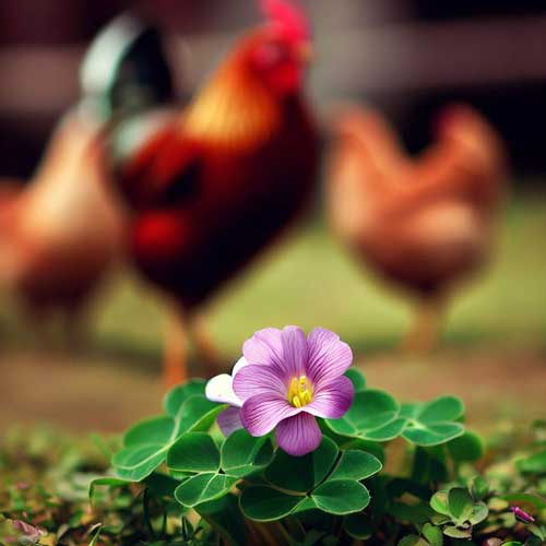 How the toxins of Oxalis can impress the chickens?