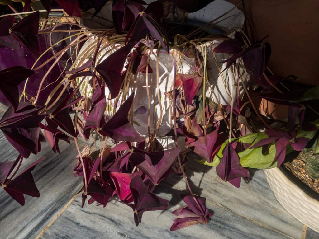 What happened if we do not attention to the situation of oxalis triangularis overwatered?