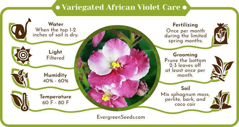African violet indoor care infographic