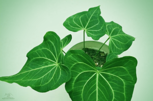 Anthurium clarinervium Propagation, Grow & Care Guide 2023