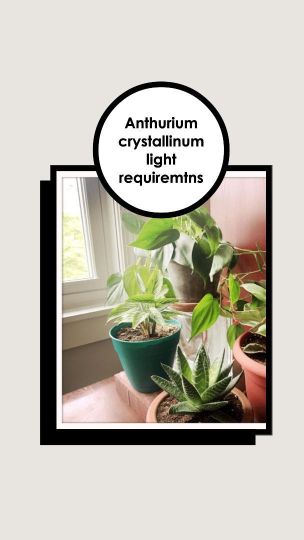 Anthurium crystallinum light requiremtns