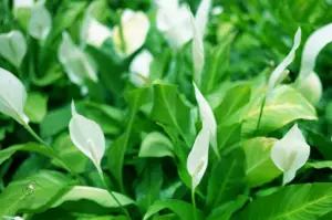 How to Care for a Peace Lily that is Dying