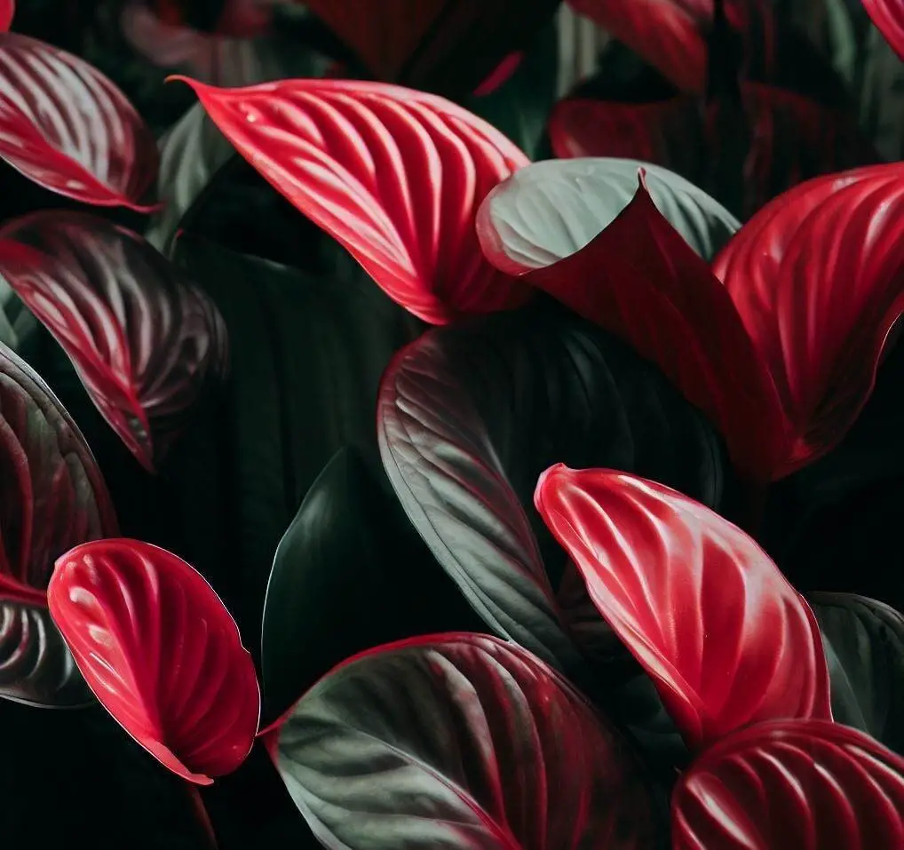 How long do anthurium plants live?