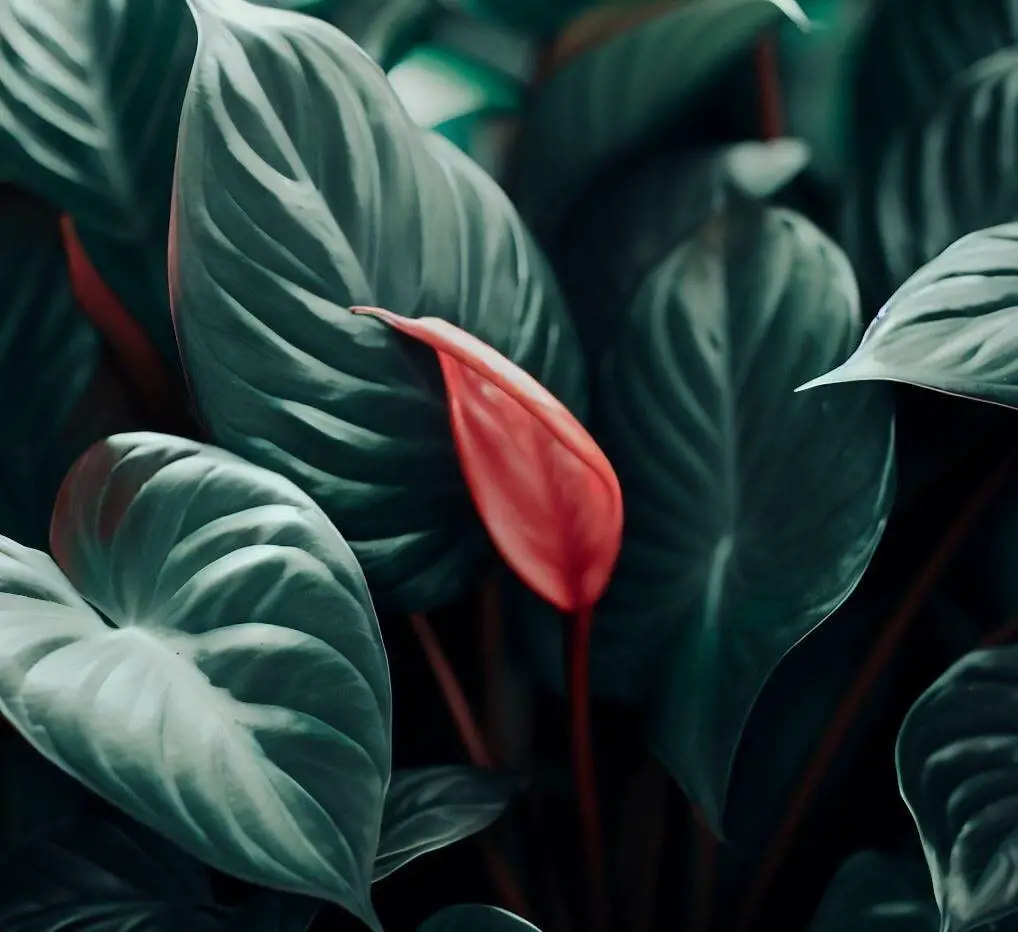 What conditions will affect anthurium plants?