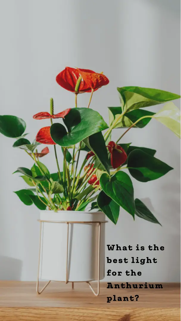 What is the best light for the Anthurium plant?