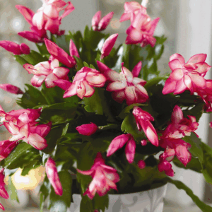 When to stop watering Christmas cactus?