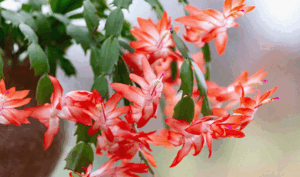 How to grow a bigger Christmas cactus?