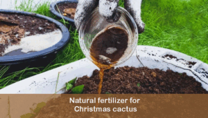 Natural fertilizer for Christmas cactus
