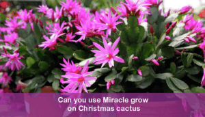 Can you use Miracle grow on Christmas cactus