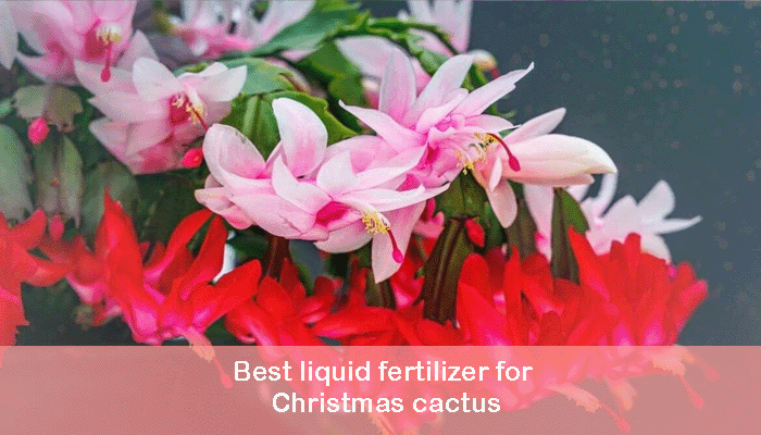 Best liquid fertilizer for Christmas cactus