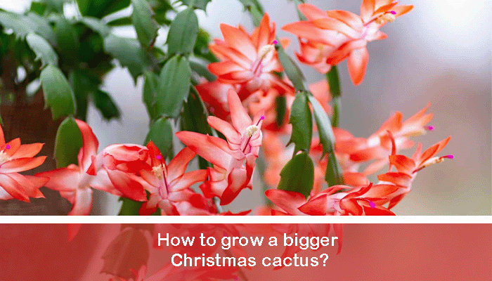 How to grow a bigger Christmas cactus?