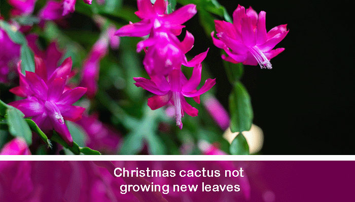 Christmas cactus not growing new leaves
