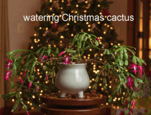 When to stop watering Christmas cactus?