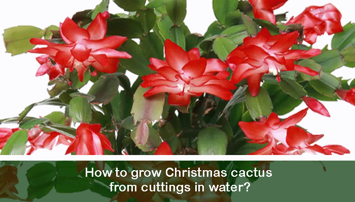 Best liquid fertilizer for Christmas cactus |How And When To