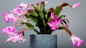Should I fertilize my Christmas cactus while it is bloomin