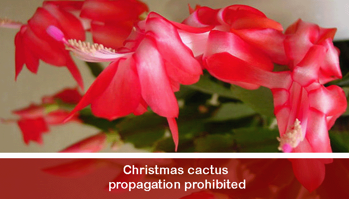 Christmas cactus propagation prohibited