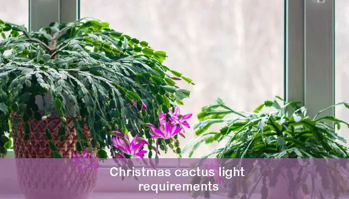 Christmas cactus light requirements
