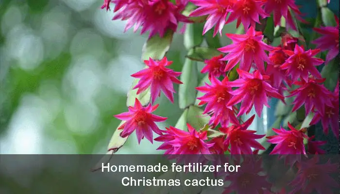 Homemade fertilizer for Christmas cactus