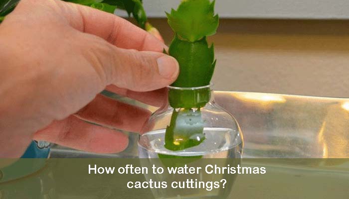 How often to water Christmas cactus cuttings