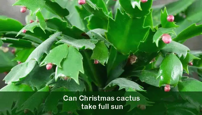 Can Christmas cactus take full sun