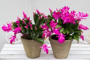Should I fertilize my Christmas cactus while it is blooming