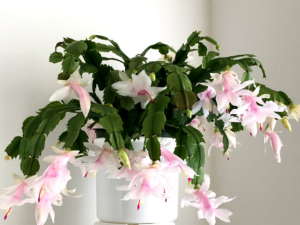 Can a Christmas cactus be outside in the winter