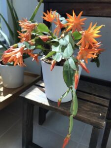 Can Christmas cactus be outside in summer