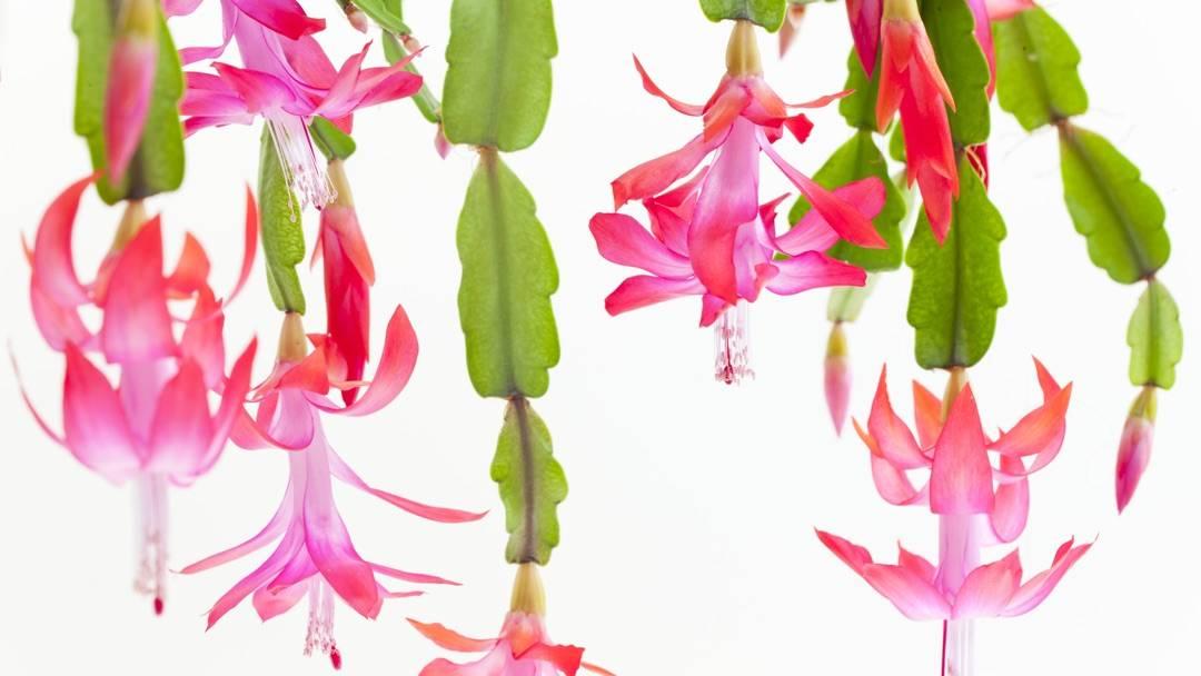 Christmas Cactus Care Guide: How to Care for a Christmas Cactus