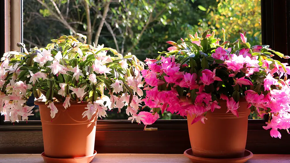 Christmas Cactus Care Tips for a Thriving Plant Year After Year