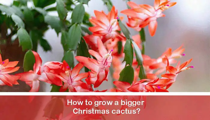 How to grow a bigger Christmas cactus?