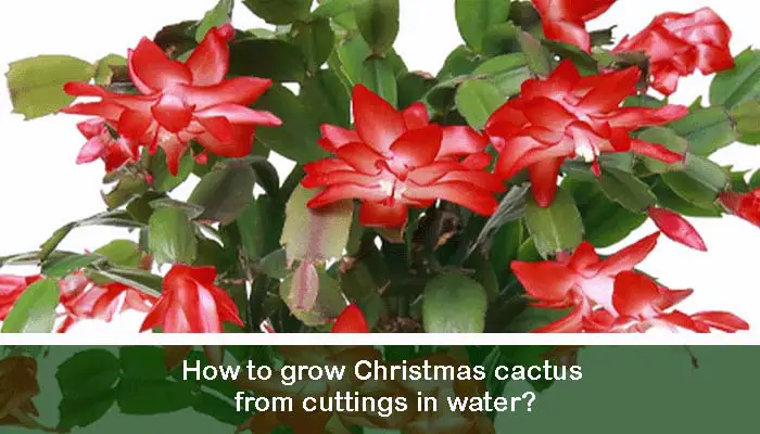 How to grow Christmas cactus from cuttings in water?