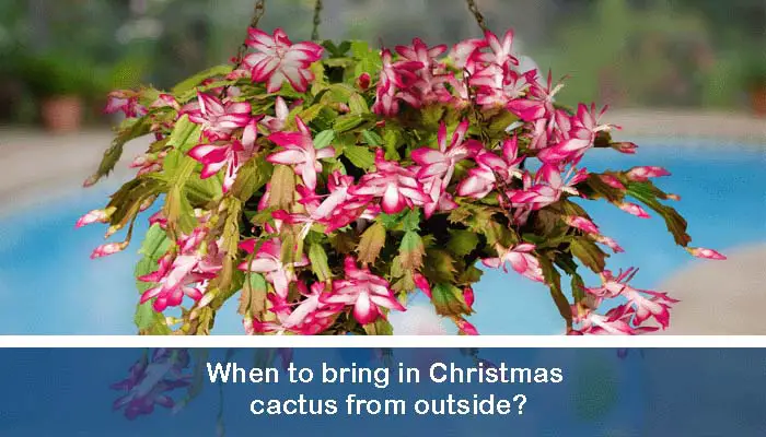 When to bring in Christmas cactus from outside?
